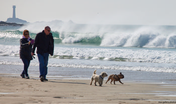 Longships beach walers with dogs This landscape photograph captures people walking their dogs along Longships beach at Sennen Cove on the coast of Cornwall, United Kingdom, during a spring afternoon. The image shows two people on the sandy beach with waves breaking in the background, and two dogs playing near the shoreline. Prominent in the distance is the Longships Lighthouse, which is a well-known landmark off the Cornish coast. The scene highlights the natural beauty of the area, with the power of the ocean waves and the open expanse of sand typical of nature at Sennen Cove. The presence of people and dogs emphasizes the popularity of this beach for recreational activities in Cornwall.